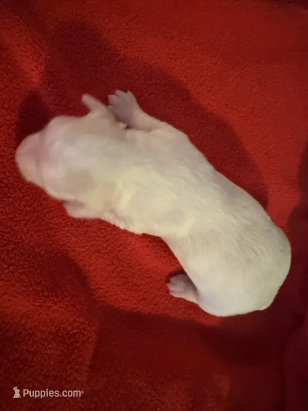 Mauxie – Maltese, Miniature Dachshund puppy for sale in Weaverville, NC