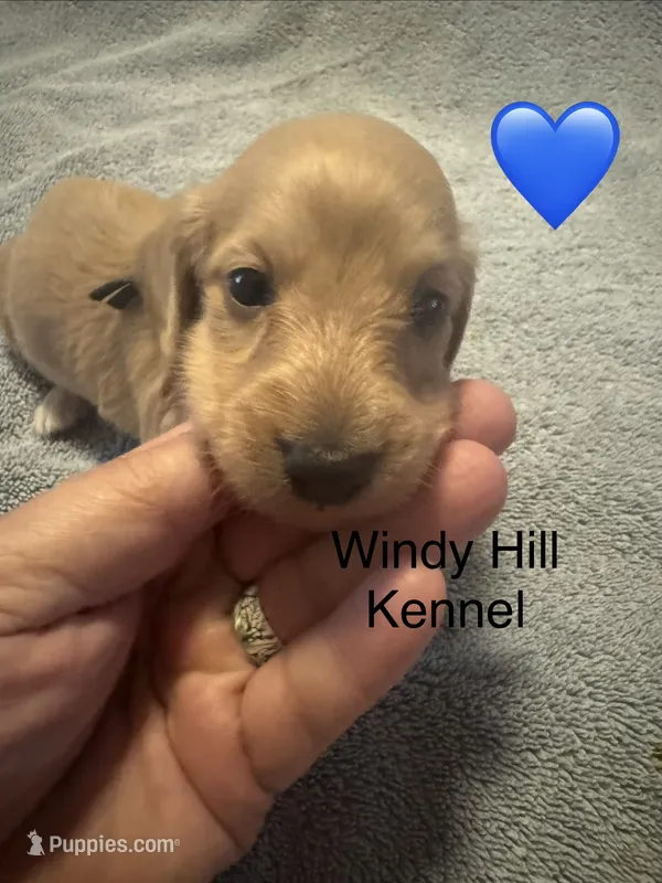CKC Dark Cream Long Hair male – Miniature Dachshund puppy for sale in Weaverville, NC