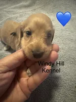 CKC Dark Cream Long Hair male, a male Miniature Dachshund for sale in Weaverville, NC – 4 of 10