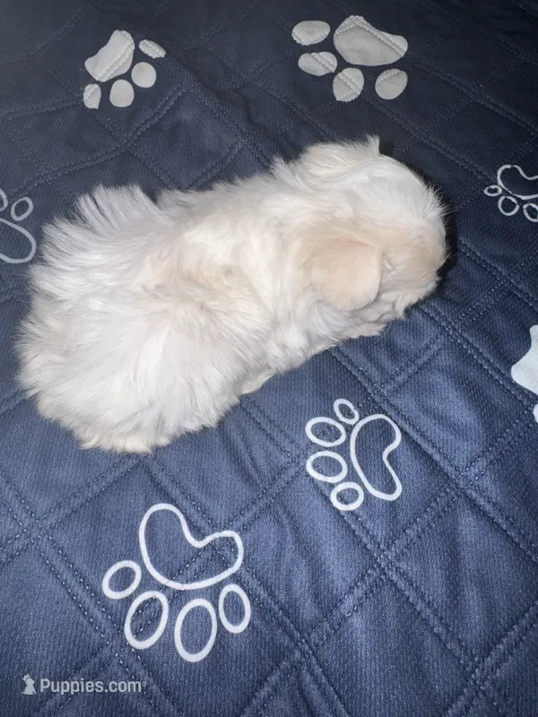 Male Maltese1 – Maltese puppy for sale in Weaverville, NC