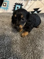 CKC Black and Tan Long Hair Male, a male Miniature Dachshund for sale in Weaverville, NC – 1 of 9