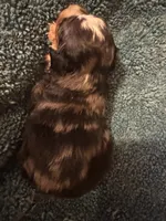 ASDR Blue Merle male 2, a male Miniature Australian Shepherd for sale in Weaverville, NC – 5 of 8