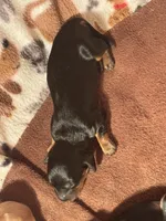 CKC Black and Tan Long Hair female 2, a female Miniature Dachshund for sale in Weaverville, NC – 1 of 3
