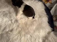 AKC/CKC Brindle w White female, a female Shih Tzu for sale in Weaverville, NC – Photo 5 of 10