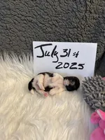 AKC/CKC Brindle w White female, a female Shih Tzu for sale in Weaverville, NC – Photo 8 of 10