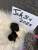 AKC/CKC Brindle w White female, a female Shih Tzu for sale in Weaverville, NC – Photo 7 of 10