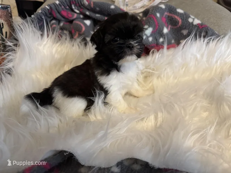 AKC/CKC Brindle w White female