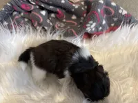 AKC/CKC Brindle w White female, a female Shih Tzu for sale in Weaverville, NC – Photo 2 of 10