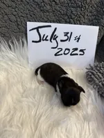 AKC/CKC Brindle w White female, a female Shih Tzu for sale in Weaverville, NC – Photo 9 of 10