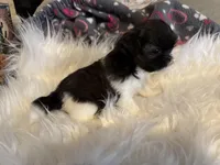 AKC/CKC Brindle w White female, a female Shih Tzu for sale in Weaverville, NC – Photo 4 of 10