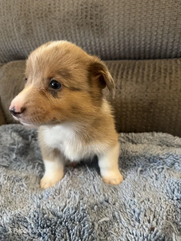 CKC Fawn/Isabella Merle male 1 both eyes are blue  – Pembroke Welsh Corgi puppy for sale in Weaverville, NC
