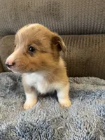 CKC Fawn/Isabella Merle male 1 both eyes are blue , a male Pembroke Welsh Corgi for sale in Weaverville, NC – Photo 1 of 10
