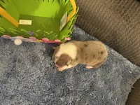 CKC reg Fawn/Isabella Merle male 1, a male Pembroke Welsh Corgi for sale in Weaverville, NC – Photo 6 of 8