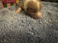 CKC reg Fawn/Isabella Merle male 1, a male Pembroke Welsh Corgi for sale in Weaverville, NC – Photo 7 of 8