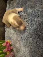 CKC reg Fawn/Isabella Merle male 1, a male Pembroke Welsh Corgi for sale in Weaverville, NC – Photo 8 of 8