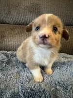 CKC Fawn/Isabella Merle male 1 both eyes are blue , a male Pembroke Welsh Corgi for sale in Weaverville, NC – Photo 2 of 10