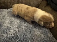 CKC reg Fawn/Isabella Merle male 1, a male Pembroke Welsh Corgi for sale in Weaverville, NC – Photo 2 of 8