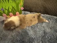 CKC reg Fawn/Isabella Merle male 1, a male Pembroke Welsh Corgi for sale in Weaverville, NC – Photo 3 of 8