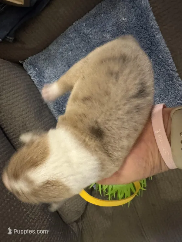 CKC reg Fawn/Isabella Merle male 1 – Pembroke Welsh Corgi puppy for sale in Weaverville, NC