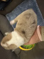 CKC reg Fawn/Isabella Merle male 1, a male Pembroke Welsh Corgi for sale in Weaverville, NC – Photo 1 of 8