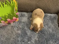 CKC reg Fawn/Isabella Merle male 1, a male Pembroke Welsh Corgi for sale in Weaverville, NC – Photo 5 of 8