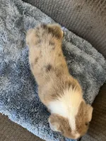 CKC Fawn/Isabella Merle male 1 both eyes are blue , a male Pembroke Welsh Corgi for sale in Weaverville, NC – Photo 5 of 10