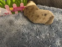 CKC reg Fawn/Isabella Merle male 1, a male Pembroke Welsh Corgi for sale in Weaverville, NC – Photo 4 of 8