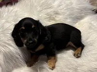 LH Black/creme Female 2, a female Miniature Dachshund for sale in Weaverville, NC – Photo 1 of 10