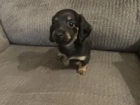 LH Black/creme Female 2, a female Miniature Dachshund for sale in Weaverville, NC – Photo 6 of 10