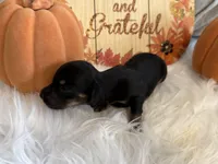 LH Black/creme Female 2, a female Miniature Dachshund for sale in Weaverville, NC – Photo 10 of 10