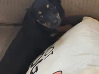 LH Black/creme Female 2, a female Miniature Dachshund for sale in Weaverville, NC – Photo 5 of 10