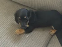 LH Black/creme Female 2, a female Miniature Dachshund for sale in Weaverville, NC – Photo 3 of 10