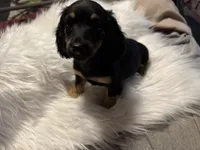 LH Black/creme Female 2, a female Miniature Dachshund for sale in Weaverville, NC – Photo 2 of 10