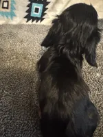 CKC Black and Tan Long Hair Male, a male Miniature Dachshund for sale in Weaverville, NC – 3 of 9