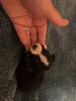 ASDR Black tri female 1, a female Miniature Australian Shepherd for sale in Weaverville, NC – 4 of 9