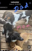 CKC male piebald possibly piebald/dapple, a male Miniature Dachshund for sale in Weaverville, NC – 5 of 5