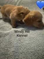 CKC Dark Cream Long Hair male, a male Miniature Dachshund for sale in Weaverville, NC – 5 of 10