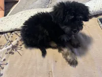 Phantom male, a male Miniature Aussiedoodle for sale in Weaverville, NC – 3 of 6