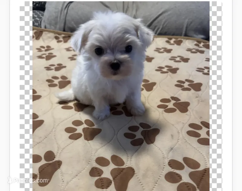 Male Maltese 2 – Maltese puppy for sale in Weaverville, NC