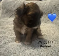 Shih Tzu / Maltese cross Sable male, a male Maltese and Shih Tzu for sale in Weaverville, NC – 7 of 9