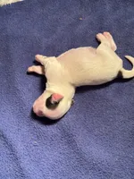 Shih Tzu/Maltess cross black /White male, a male Shih Tzu for sale in Weaverville, NC – 5 of 5
