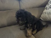 Phantom male, a male Miniature Aussiedoodle for sale in Weaverville, NC – 5 of 6