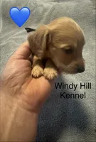 CKC Dark Cream Long Hair male, a male Miniature Dachshund for sale in Weaverville, NC – 6 of 10