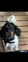 CKC female  piebald possibly Piebald/dapple, a female Miniature Dachshund for sale in Weaverville, NC – 7 of 7