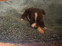 ASDR Black tri female 4, a female Miniature Australian Shepherd for sale in Weaverville, NC – 4 of 7