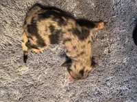 Blue Merle male, a male Miniature Aussiedoodle for sale in Weaverville, NC – Photo 1 of 4