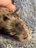 Blue Merle male, a male Miniature Aussiedoodle for sale in Weaverville, NC – Photo 4 of 4