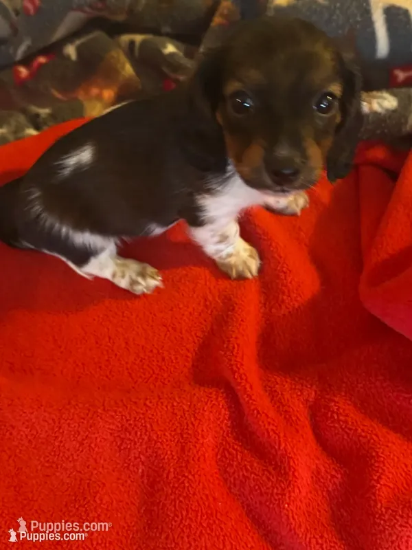 CKC male piebald possibly piebald/dapple – Miniature Dachshund puppy for sale in Weaverville, NC