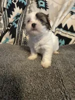 Shih Tzu/Maltess cross White male with brown , a male Maltese and Shih Tzu for sale in Weaverville, NC – 6 of 10