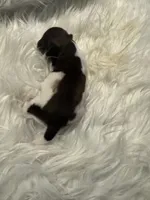 Piebald Long hair female 3, a female Miniature Dachshund for sale in Weaverville, NC – Photo 3 of 9